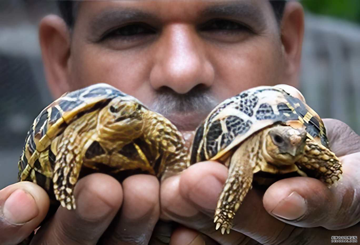 Illegal trade threatens the survival of Indian star turtles,
